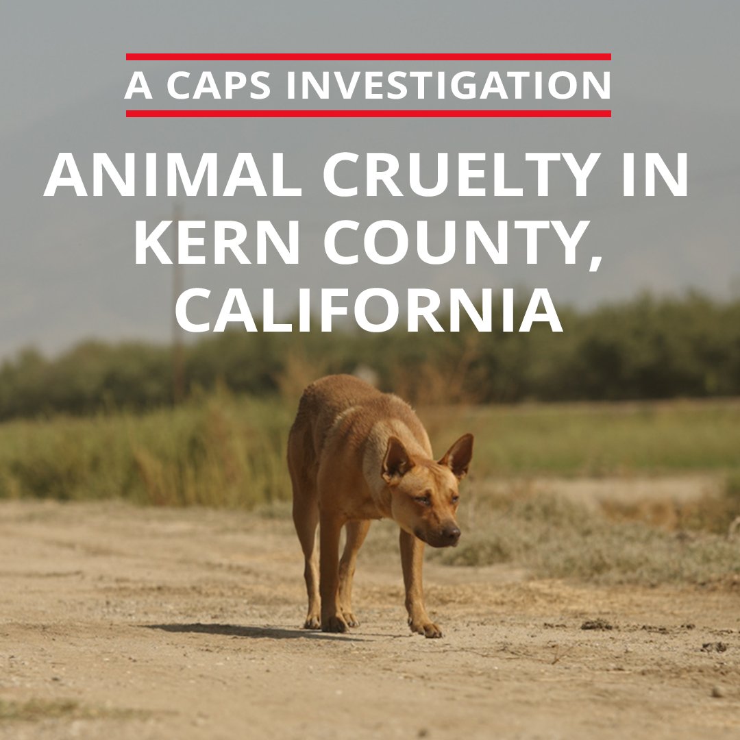 Animal Cruelty in Kern County, California Documentary - Companion ...