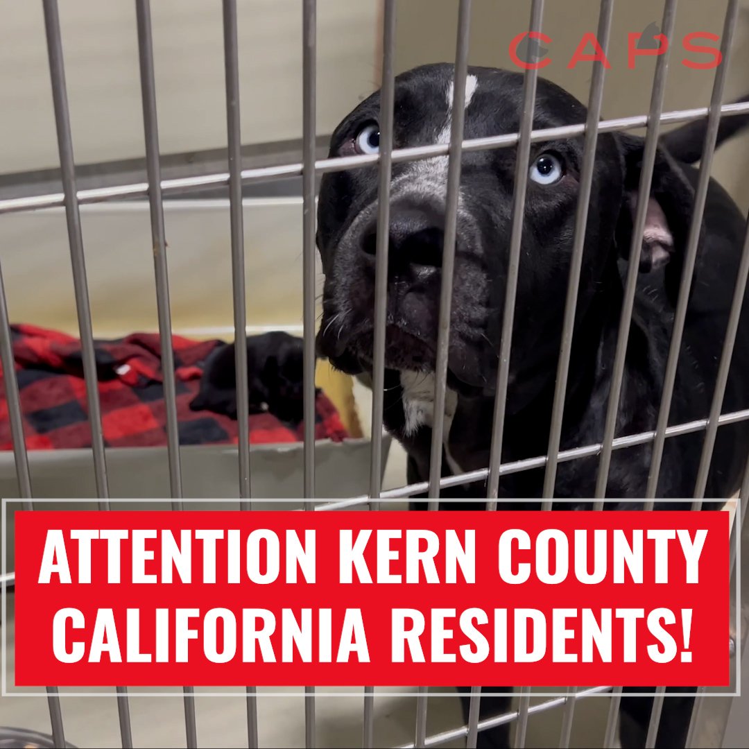 CAPS is Spreading the Word about Kern County's Low-Cost and Free Spay ...