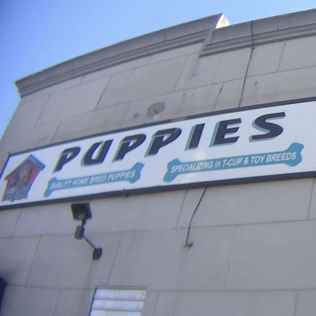 CAPS Investigator's Journal: New York Pet Shop Investigations 2025 ...
